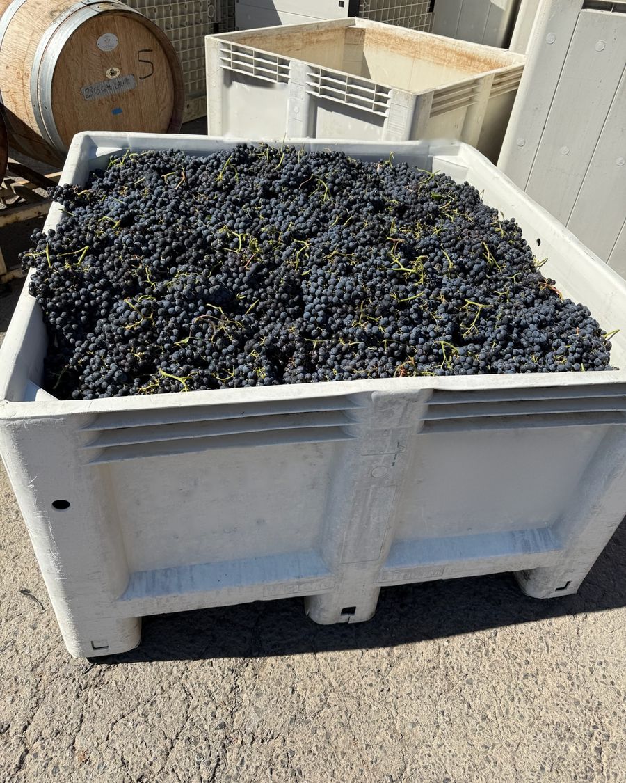 A full bin of hand-picked Cabernet Sauvignon, ready for crush
