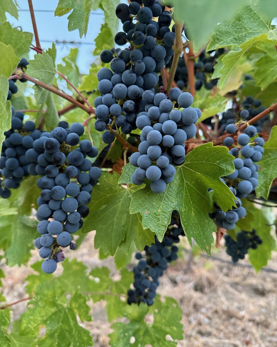 Cabernet Sauvignon clusters hanging among green leaves