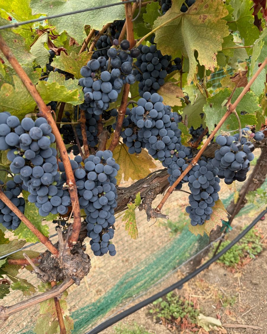 Ripe clusters along a thick, twisting cordon