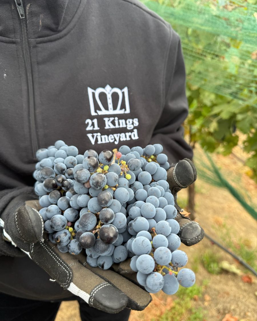 A gloved hand holding freshly picked clusters in front of a 21 Kings Vineyard pullover