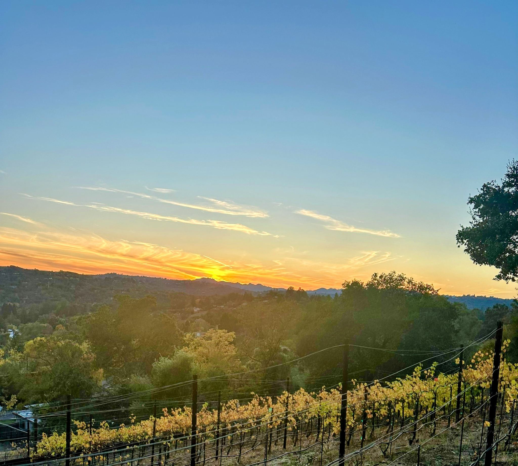 Sunset over the vineyard in autumn, with the vines gone gold and the hills beyond