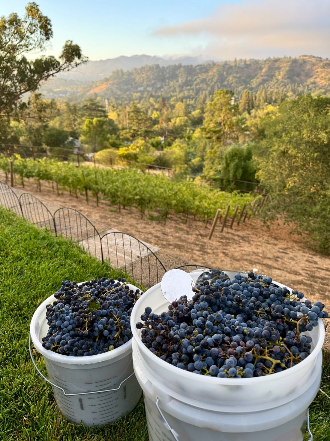 Two buckets of hand-picked Cabernet Sauvignon above the vineyard rows, with the Lamorinda hills behind